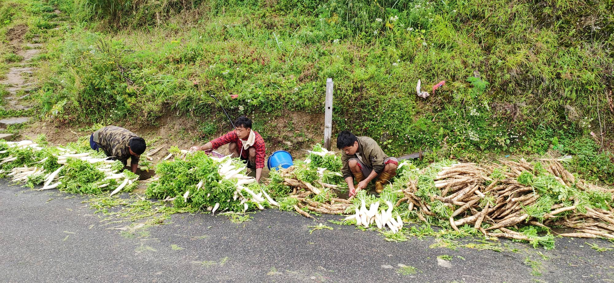 २ वडाबाट २ करोडको मुला निर्यात