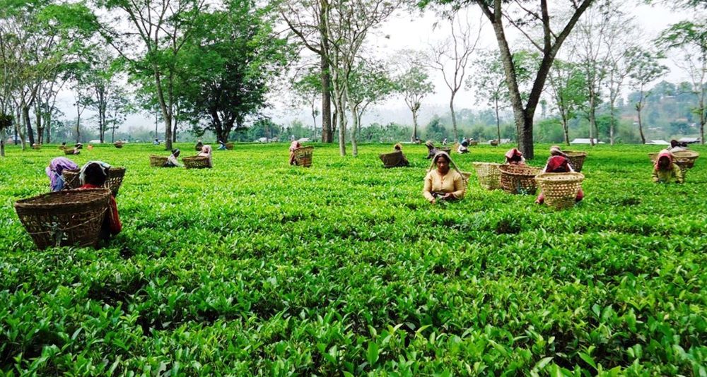 इलाममा अन्तर्राष्ट्रिय चिया महोत्सव हुने